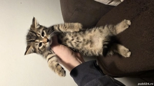 british shorthair - imagine 2