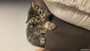 british shorthair - imagine 3