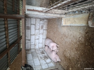 vand grasuni - imagine 2