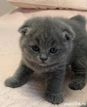 Scottish Fold 