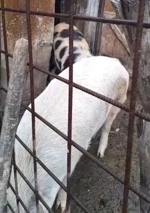 Vand porc de Craciun- Suseni Arges - imagine 2