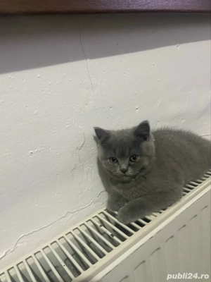 vand urgent pui british shortahir - imagine 3