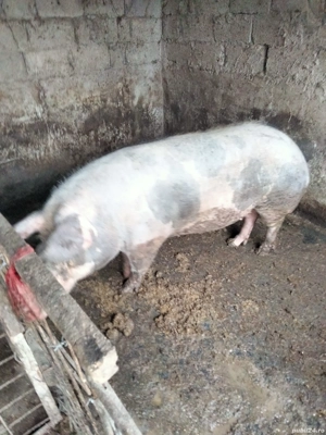 vind porci crescuți în gospodărie  - imagine 2