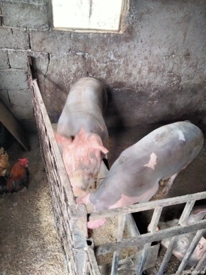 vind porci crescuți în gospodărie  - imagine 4