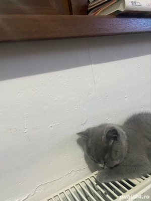 vand urgent pui british shortahir - imagine 4