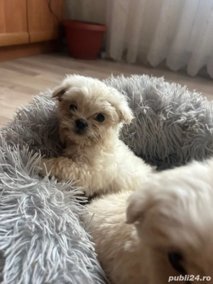 1 baietel si o fetita disponibili