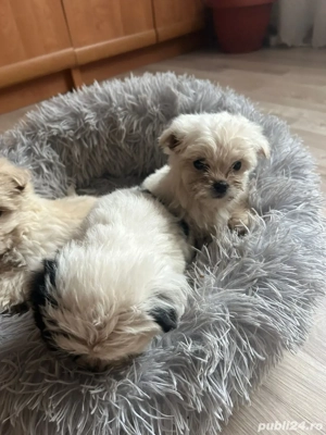 1 baietel si o fetita disponibili - imagine 5