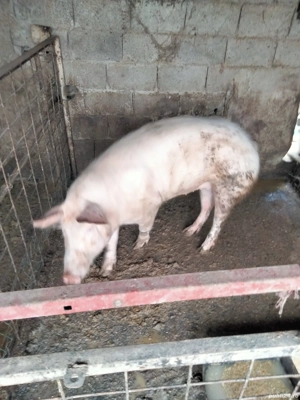 vind porci crescuți în gospodărie  - imagine 5