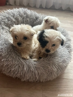 1 baietel si o fetita disponibili - imagine 4