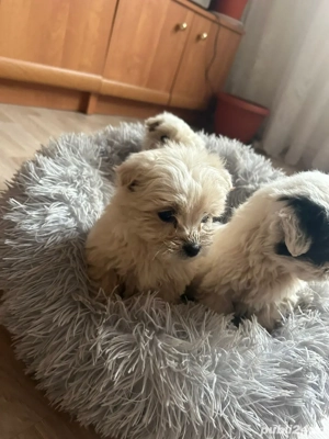 1 baietel si o fetita disponibili - imagine 3