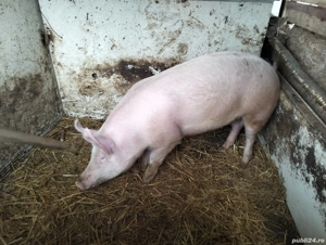 vând purcea  - imagine 2