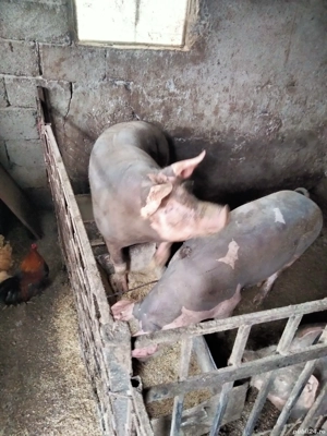 Vind porci. - imagine 3