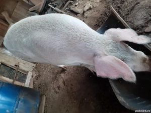 Disponibil - imagine 3