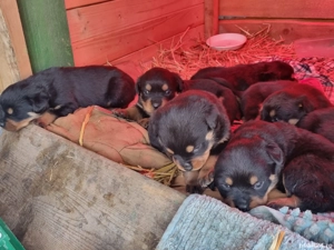Vand Puiuți Rottweiler - imagine 3