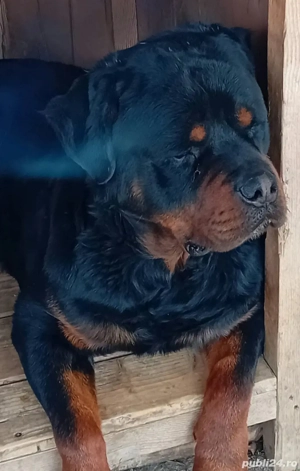 Vand Puiuți Rottweiler - imagine 5