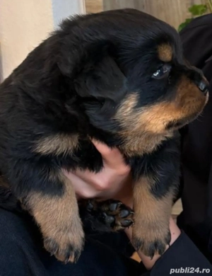 Rottweileri superbi - imagine 2