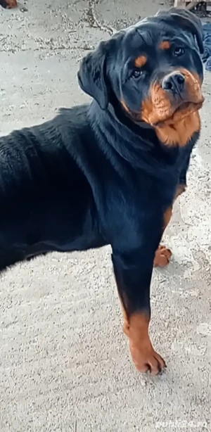 Rottweileri superbi - imagine 5