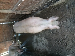 vând porc  - imagine 2