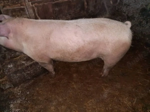 Purcei, Suldani, Porc pentru sacrificat. - imagine 4