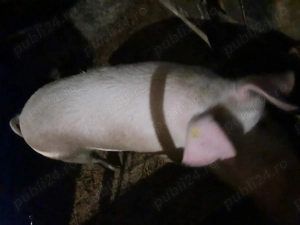 Purcei, Suldani, Porc pentru sacrificat. - imagine 3