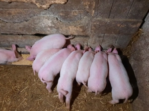 Purcei, Suldani, Porc pentru sacrificat. - imagine 5