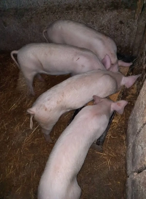 Purcei, Suldani, Porc pentru sacrificat. - imagine 2