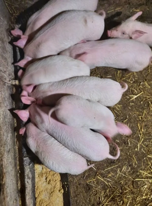 Purcei, Suldani, Porc pentru sacrificat.