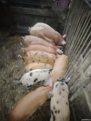 Oferta 12 purcei  - imagine 2