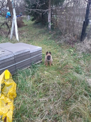  Vand 4 pui Ciobănesc Belgian - 2 luni - imagine 2