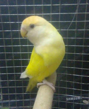 Femelă agapornis bună de reproducție