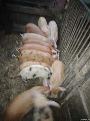 Oferta 12 purcei  - imagine 3