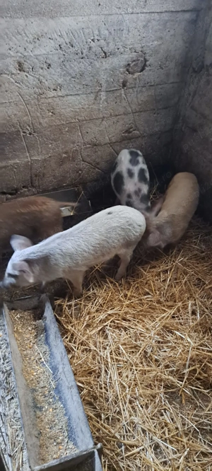 Disponibili purcei - imagine 3