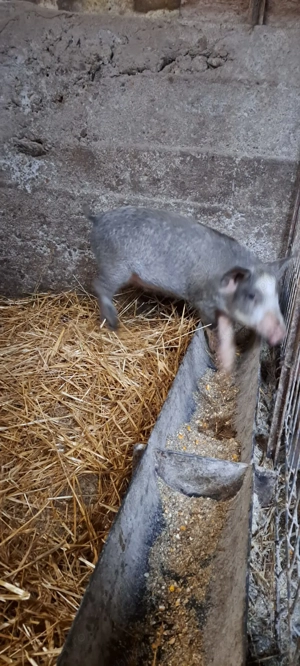 Disponibili purcei - imagine 2