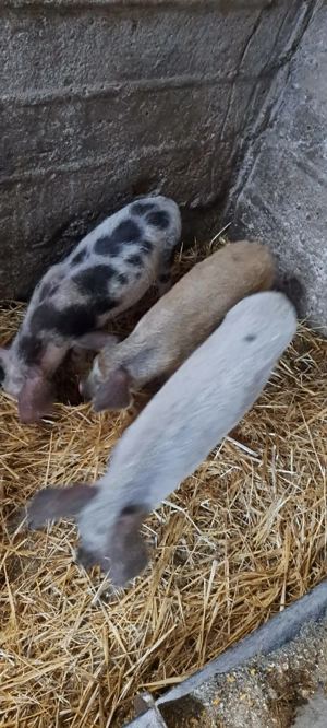 Disponibili purcei - imagine 4