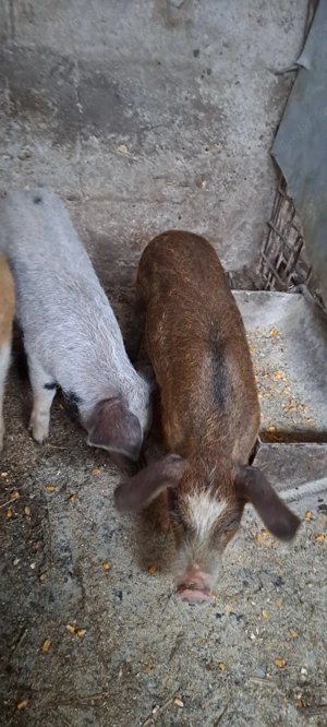 Disponibili purcei - imagine 5