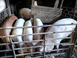 Vand pentru masa de craciun 