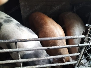 Vand pentru masa de craciun  - imagine 2