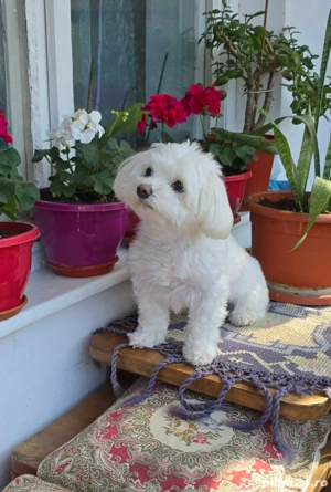 Pui bichon miny - imagine 2