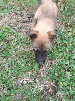  Vand 4 pui Ciobănesc Belgian - 2 luni - imagine 3