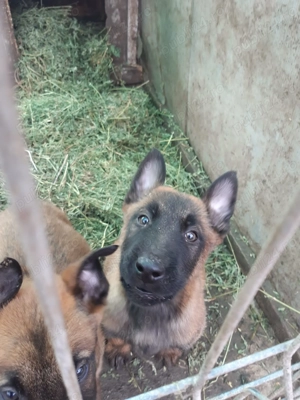  Vand 4 pui Ciobănesc Belgian - 2 luni - imagine 4