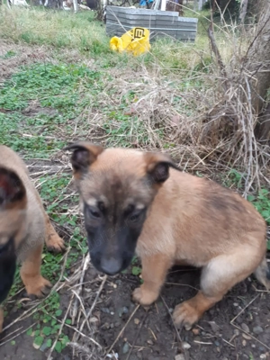  Vand 4 pui Ciobănesc Belgian - 2 luni - imagine 5