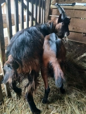 Vând sau schimb țap - imagine 2