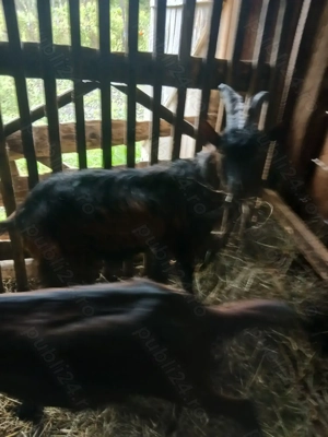 Vând sau schimb țap