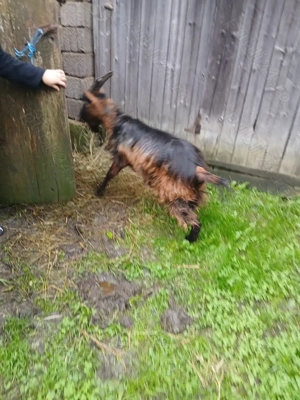 Vând sau schimb țap - imagine 3