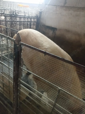 Porci rasa duroc250-300kg.  - imagine 2