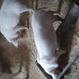 Purcei de vanzare  - imagine 4