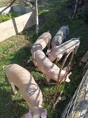 Porci rasa duroc250-300kg.  - imagine 3