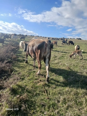 Vand urgent vaca tanara a dua fatare fata in februarie monta albastru belgian - imagine 2