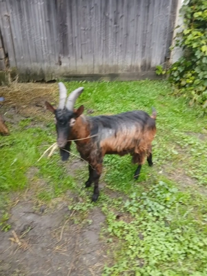 Vând sau schimb țap - imagine 4