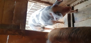 Vand pentru sacrificat